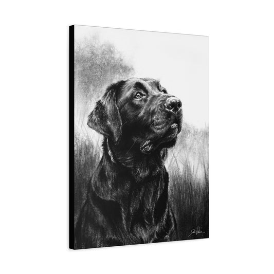 "Labrador Retriever" Stretched Canvas