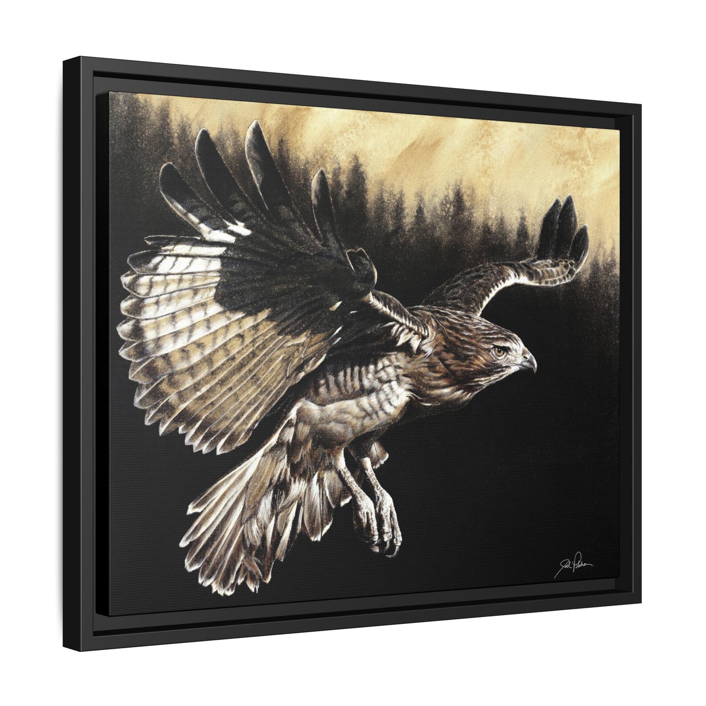 "Red Tailed Hawk" Framed Canvas