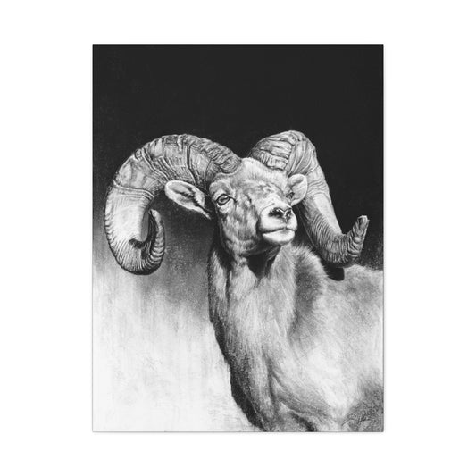 "Bighorn" Stretched Canvas