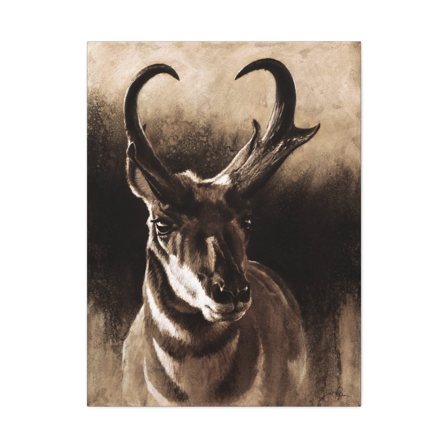 "Pronghorn" Stretched Canvas