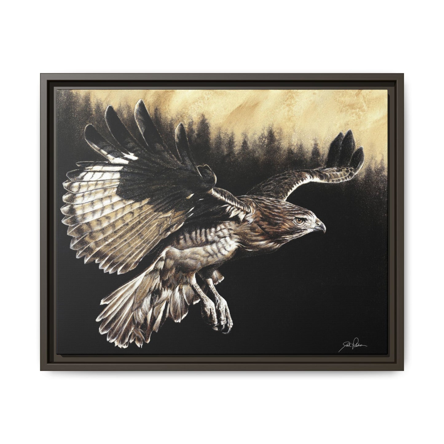 "Red Tailed Hawk" Framed Canvas