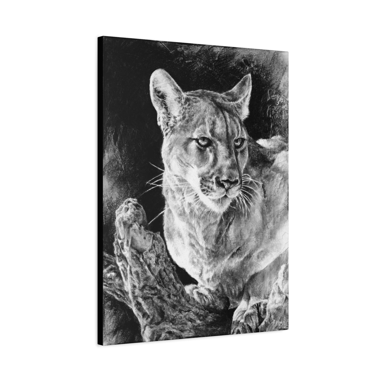 "Mountain Lion" Stretched Canvas