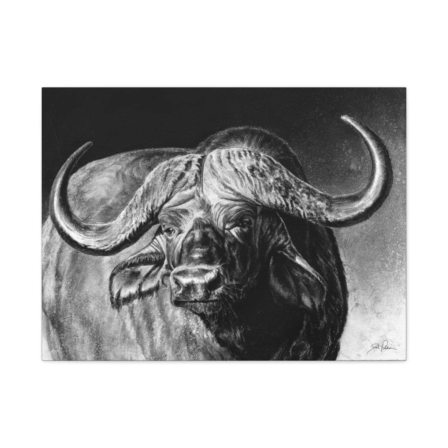 "Cape Buffalo" Stretched Canvas