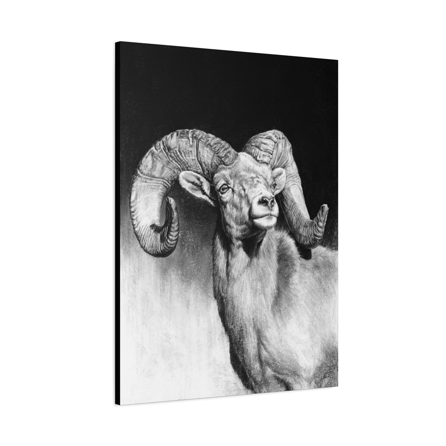 "Bighorn" Stretched Canvas