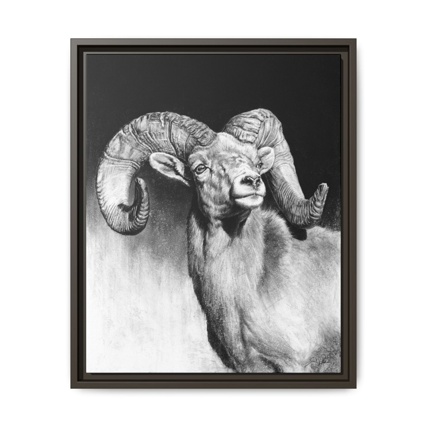 "Bighorn" Framed Canvas