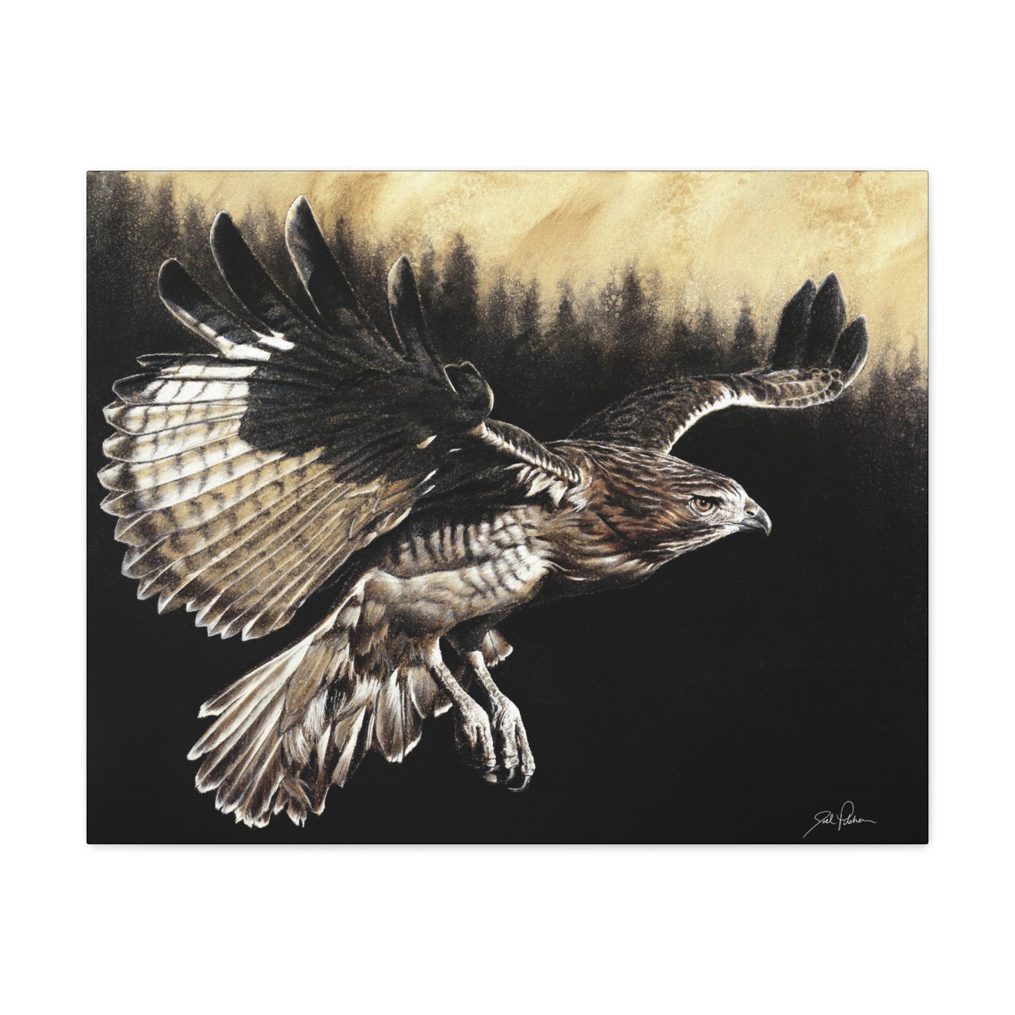 "Red Tailed Hawk" Stretched Canvas