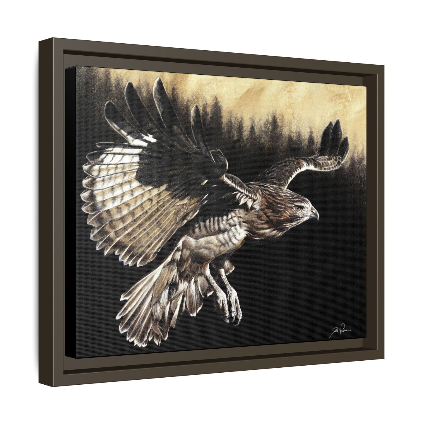 "Red Tailed Hawk" Framed Canvas