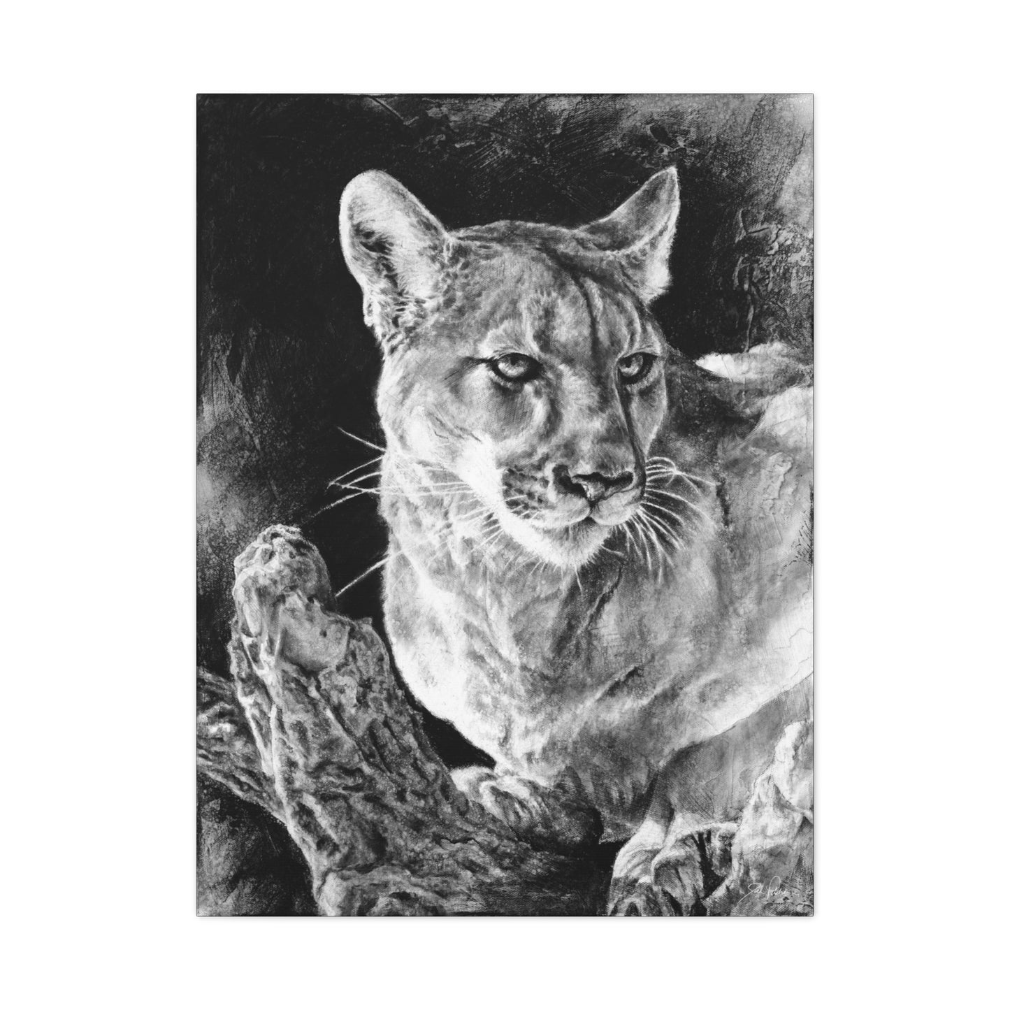 "Mountain Lion" Stretched Canvas