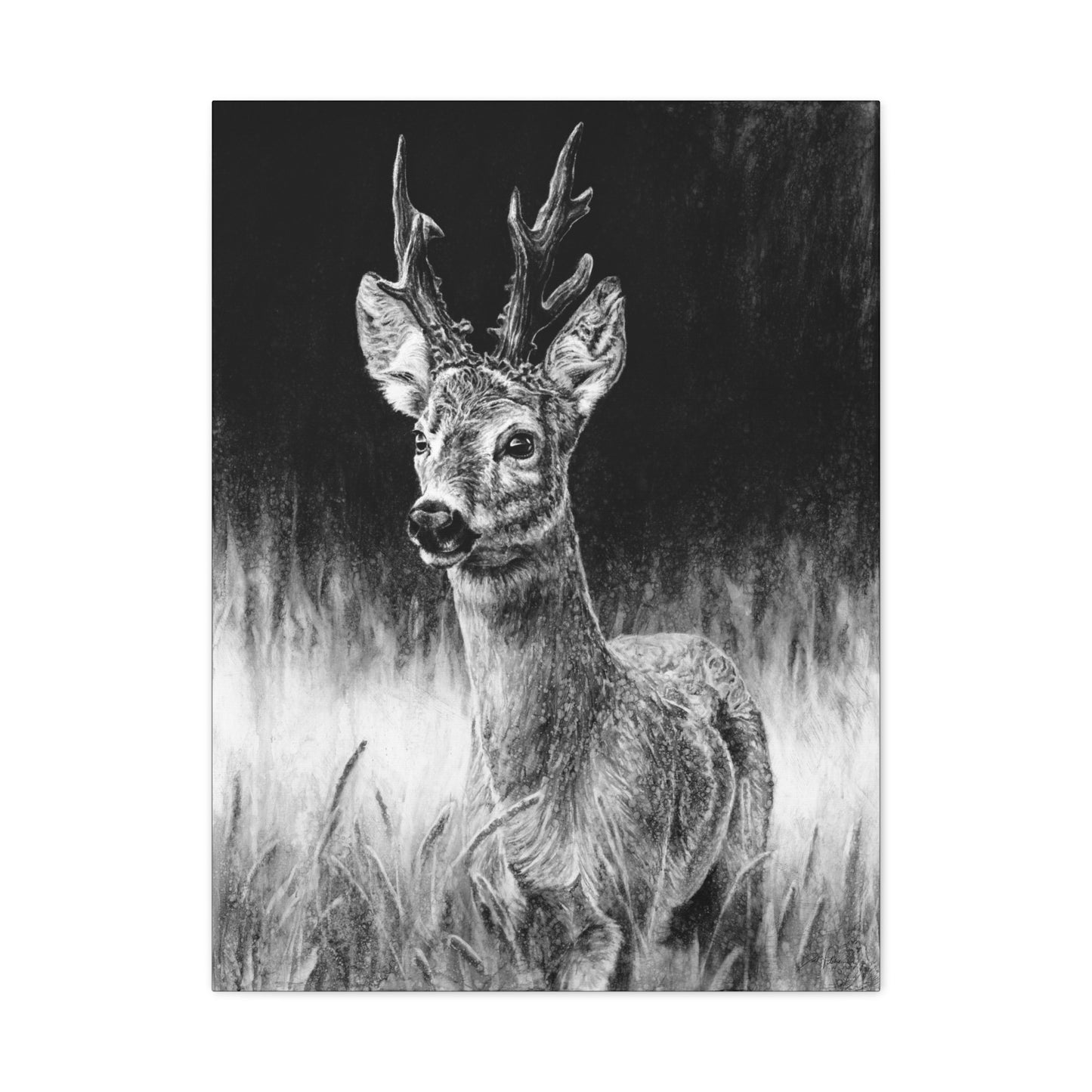 "Roe Deer" Stretched Canvas