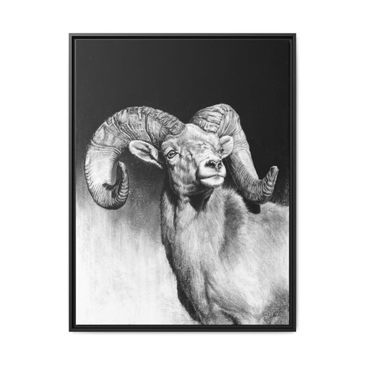 "Bighorn" Framed Canvas
