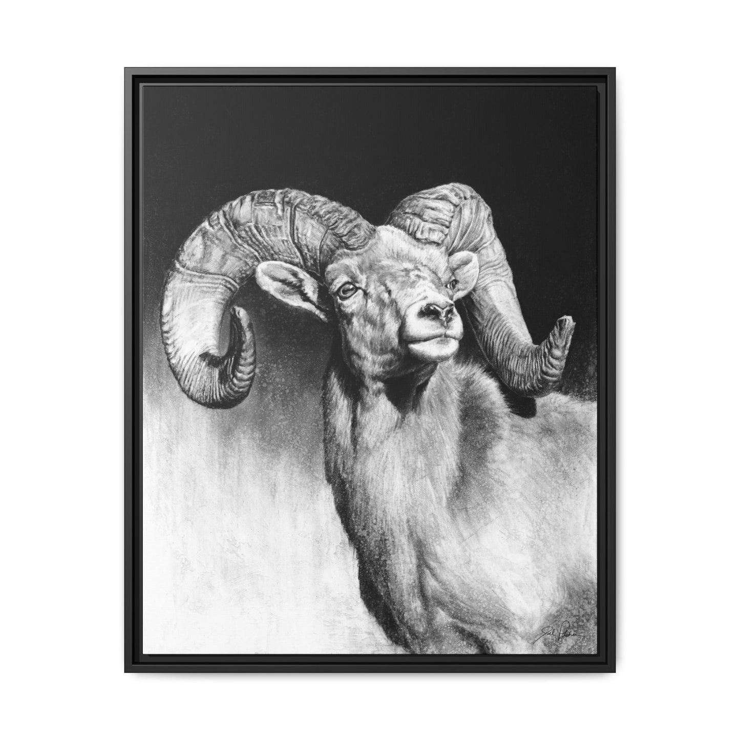 "Bighorn" Framed Canvas