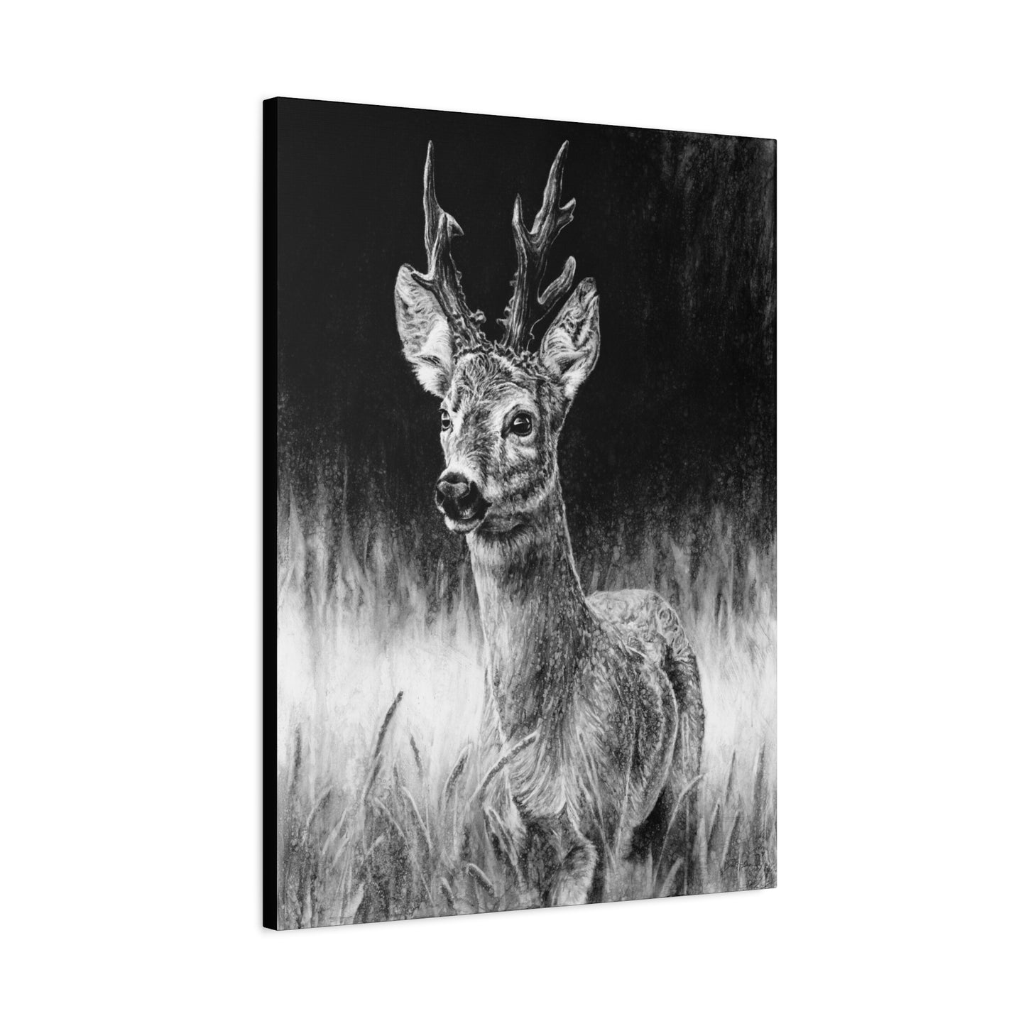 "Roe Deer" Stretched Canvas
