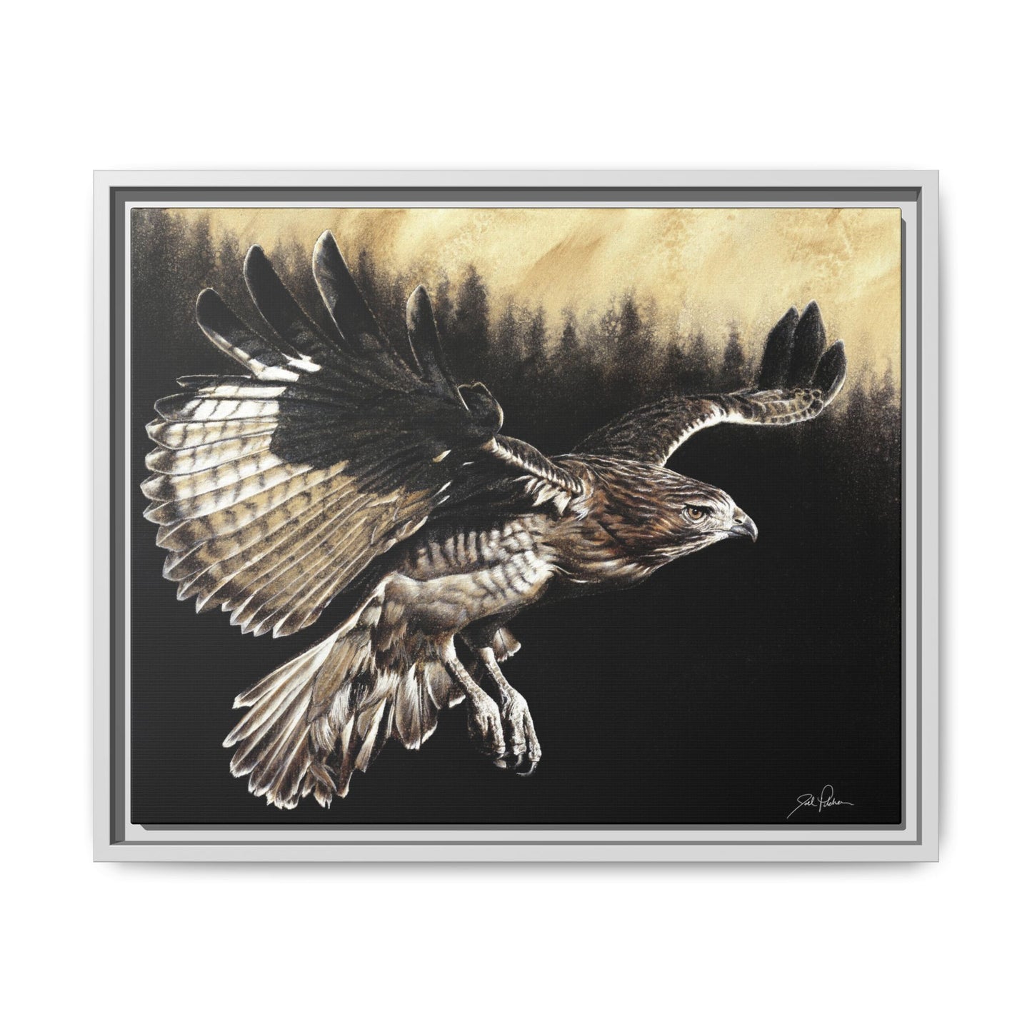 "Red Tailed Hawk" Framed Canvas