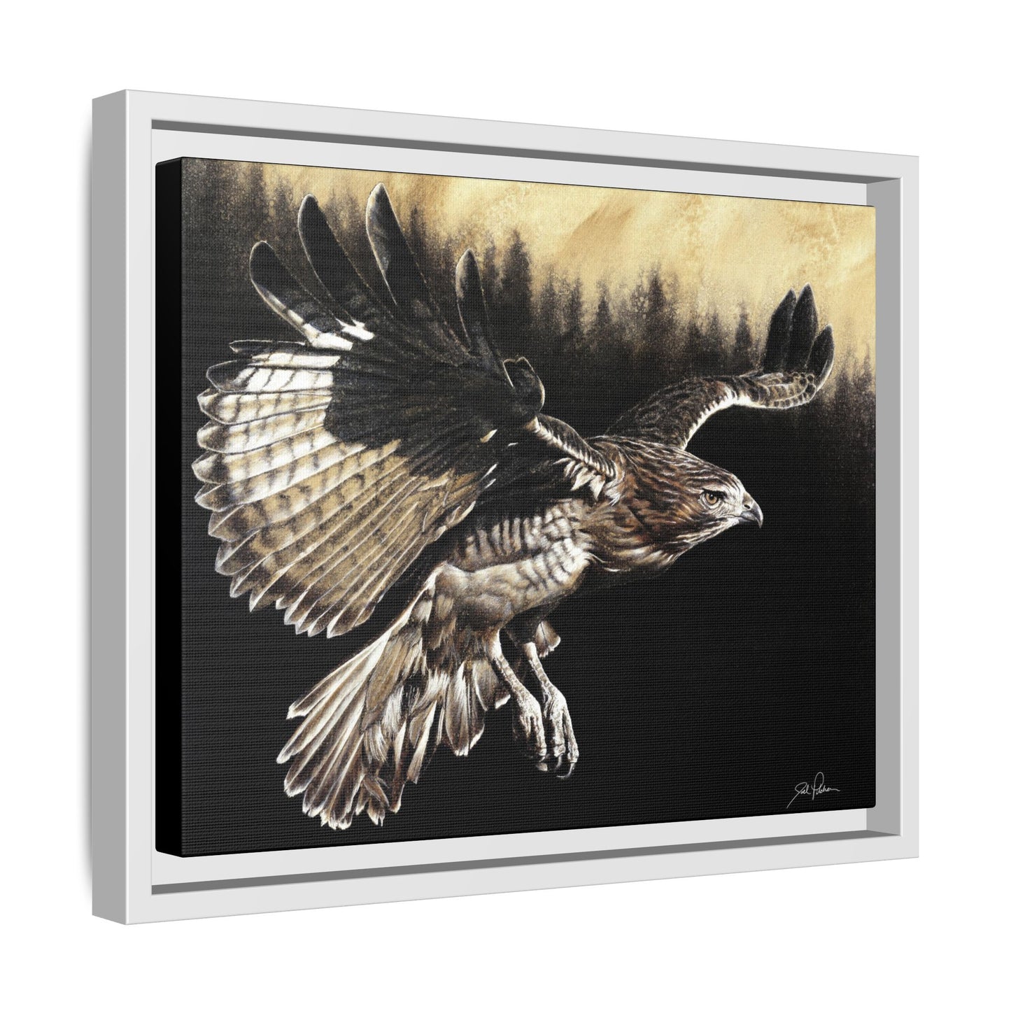 "Red Tailed Hawk" Framed Canvas