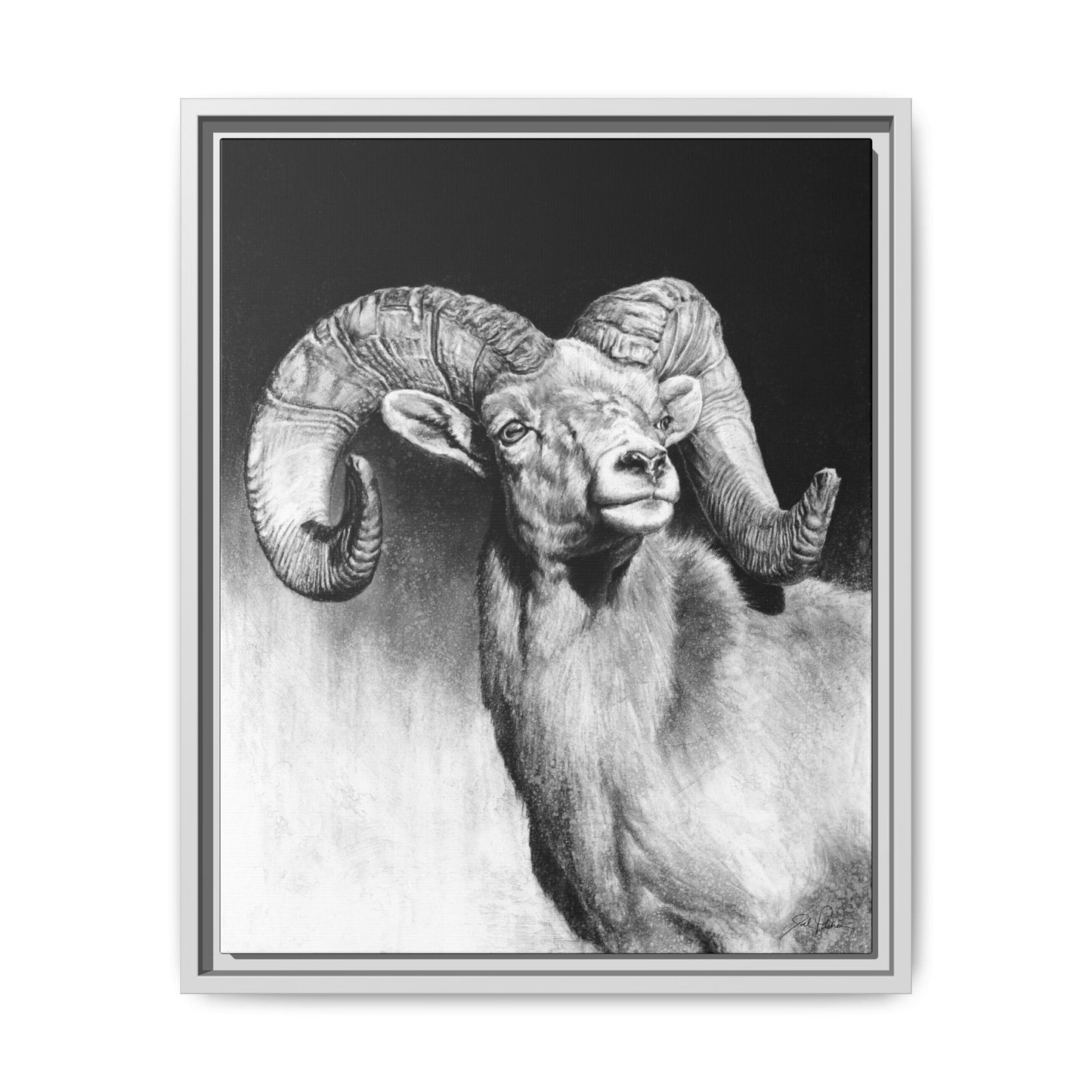 "Bighorn" Framed Canvas