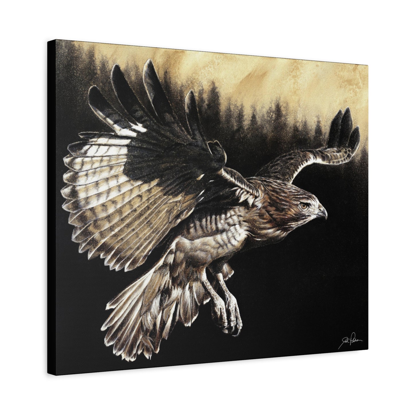 "Red Tailed Hawk" Stretched Canvas