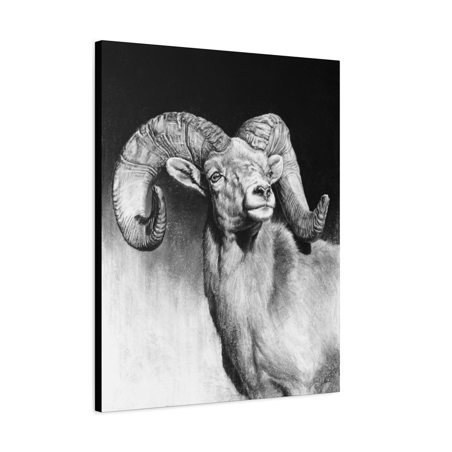 "Bighorn" Stretched Canvas