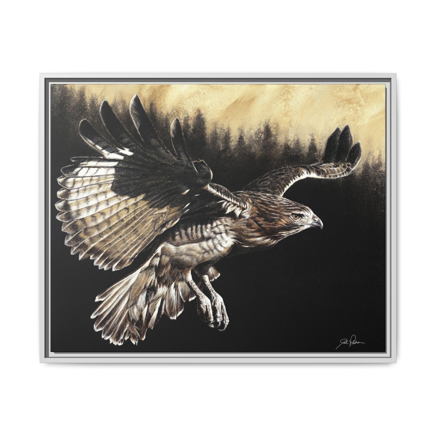"Red Tailed Hawk" Framed Canvas