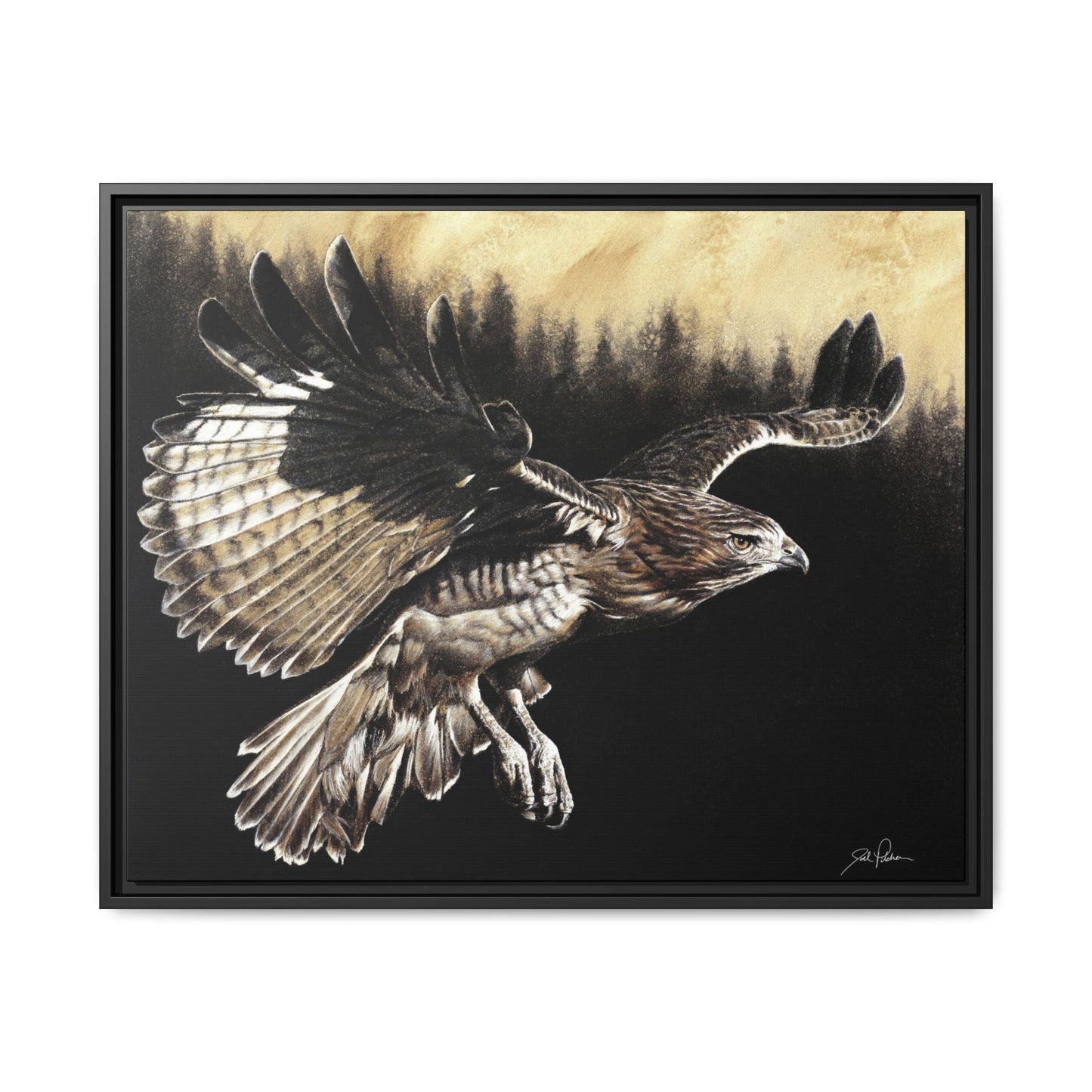 "Red Tailed Hawk" Framed Canvas