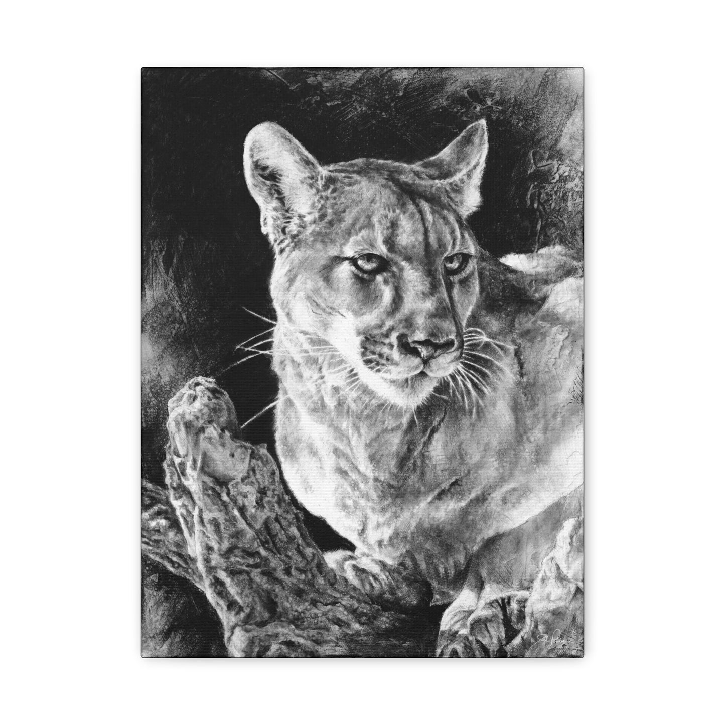 "Mountain Lion" Stretched Canvas