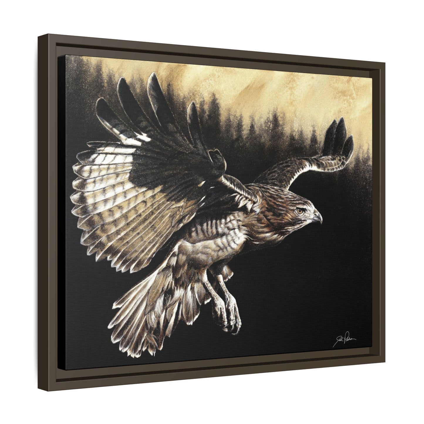 "Red Tailed Hawk" Framed Canvas
