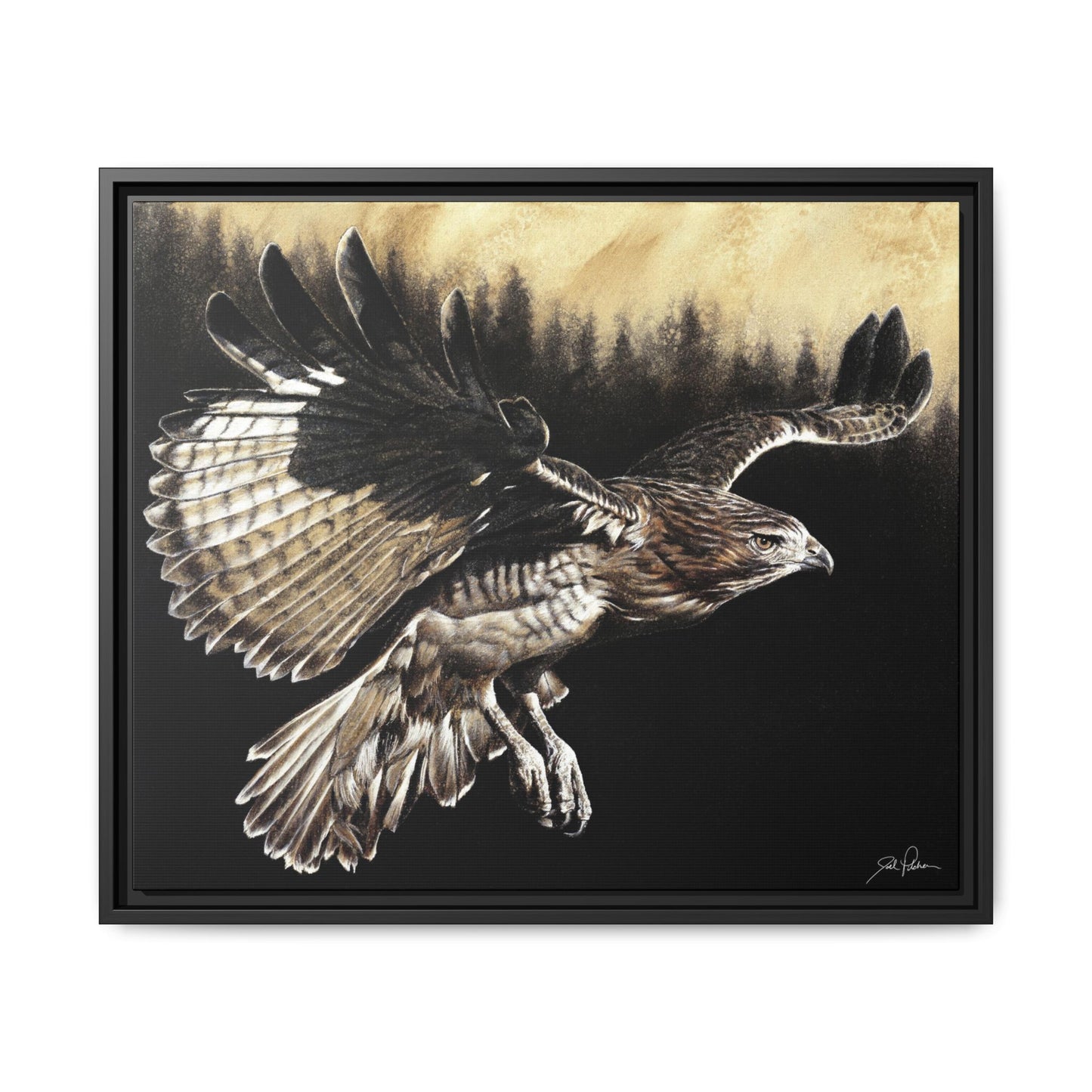 "Red Tailed Hawk" Framed Canvas