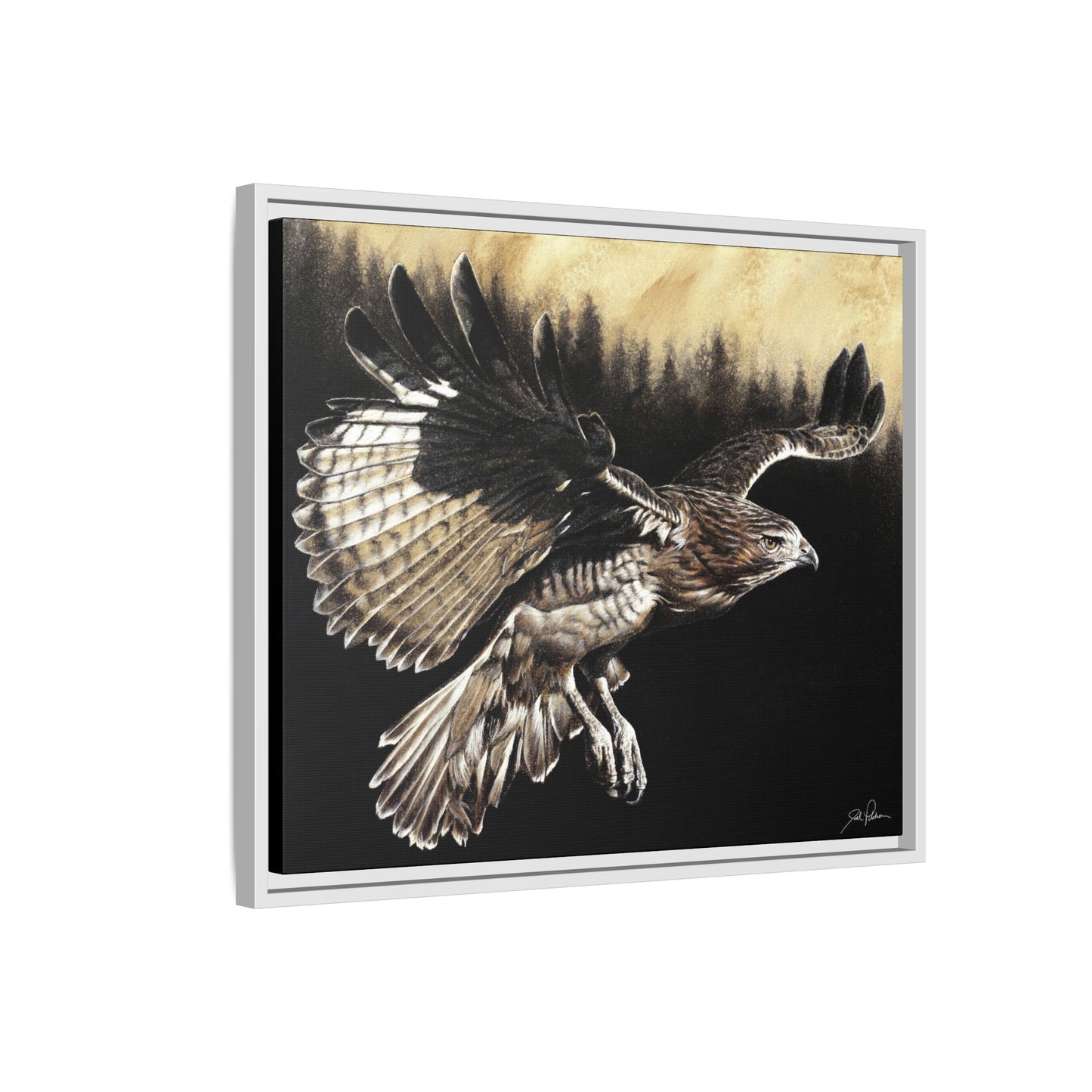 "Red Tailed Hawk" Framed Canvas