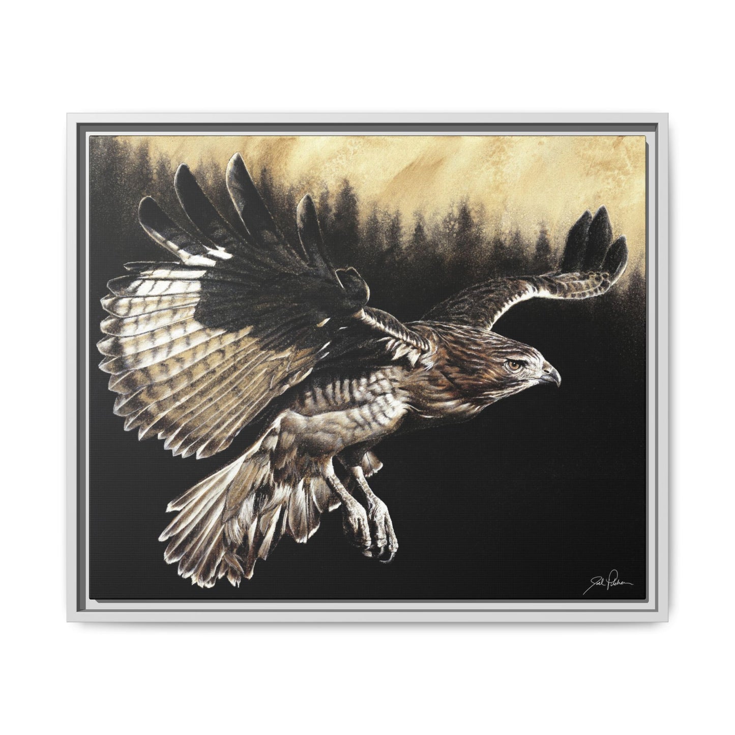 "Red Tailed Hawk" Framed Canvas