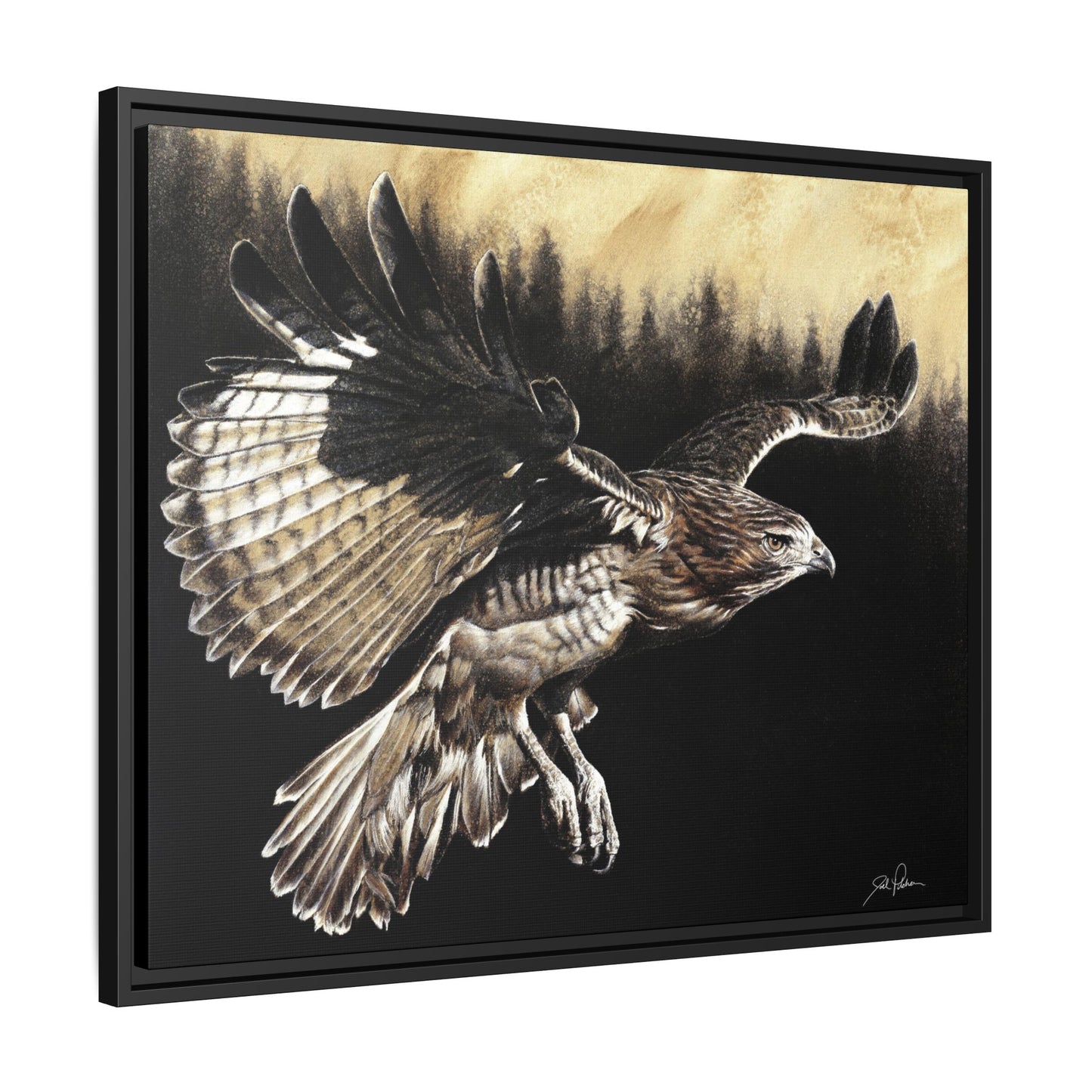"Red Tailed Hawk" Framed Canvas