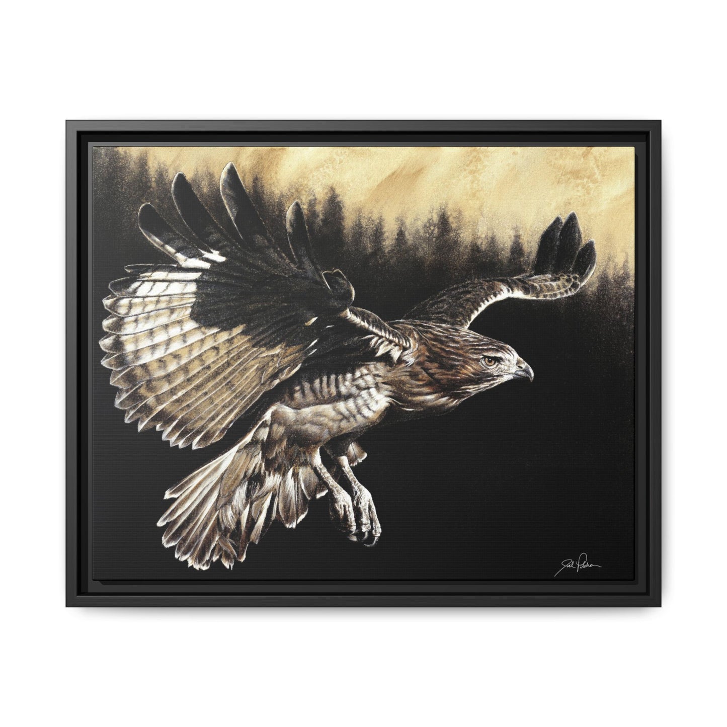 "Red Tailed Hawk" Framed Canvas