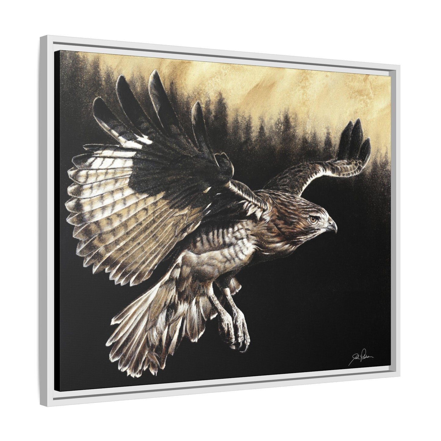 "Red Tailed Hawk" Framed Canvas
