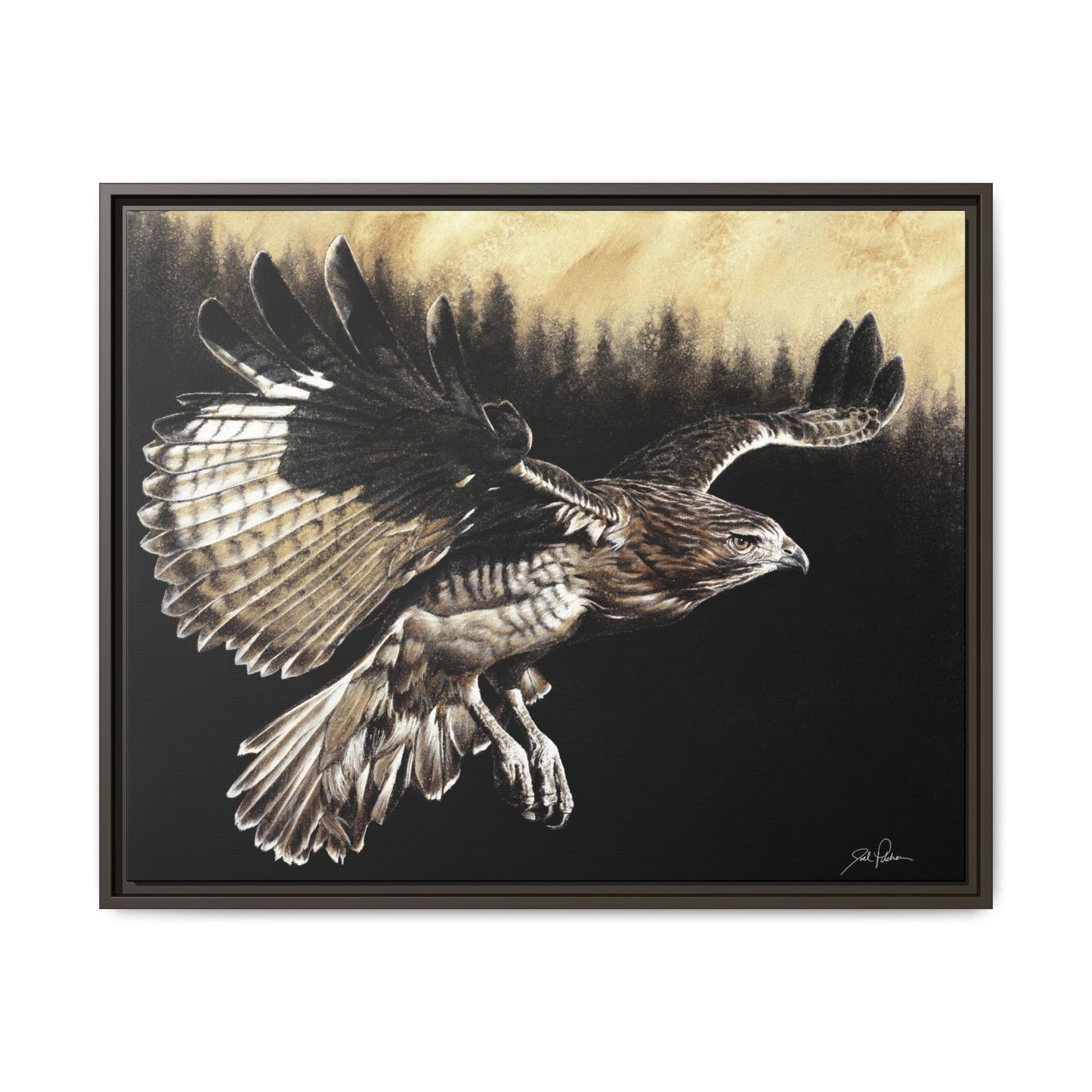 "Red Tailed Hawk" Framed Canvas