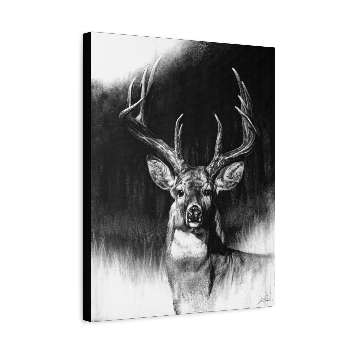 "Whitetail" Stretched Canvas