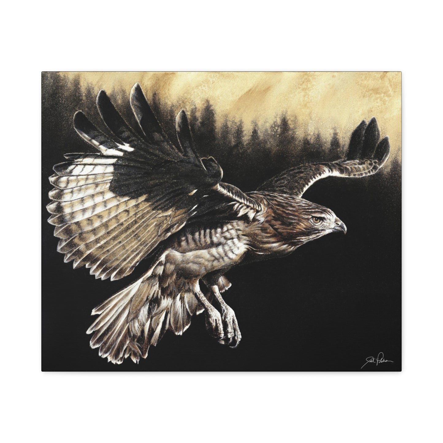 "Red Tailed Hawk" Stretched Canvas