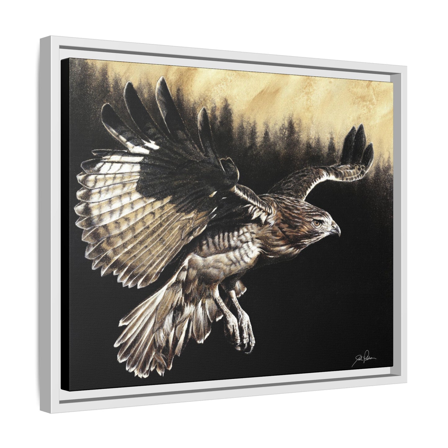 "Red Tailed Hawk" Framed Canvas