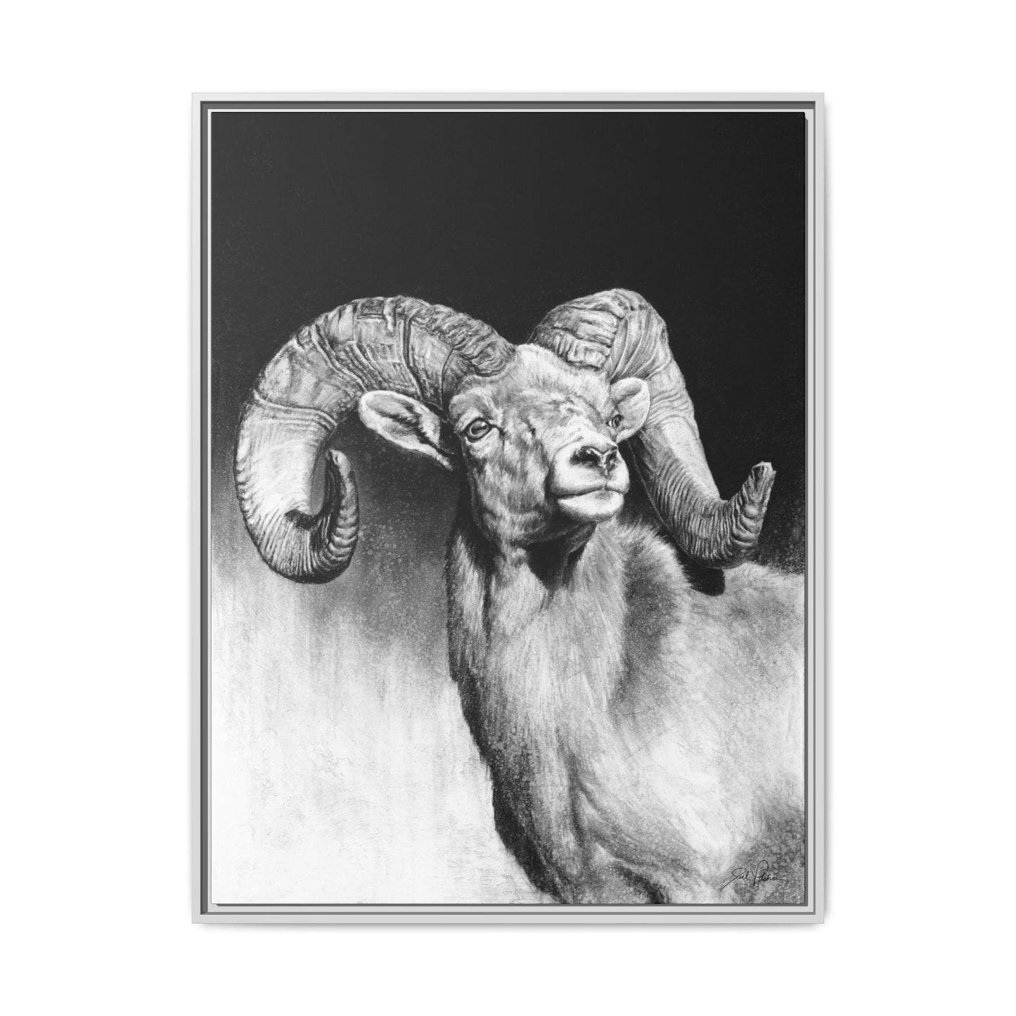 "Bighorn" Framed Canvas