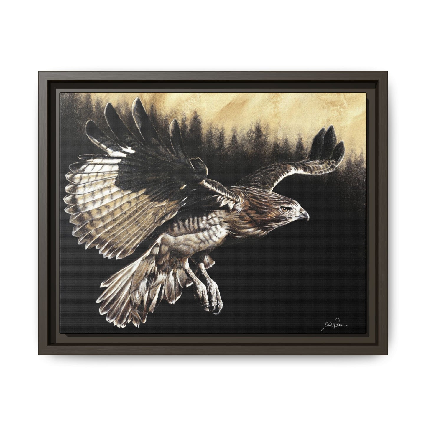 "Red Tailed Hawk" Framed Canvas