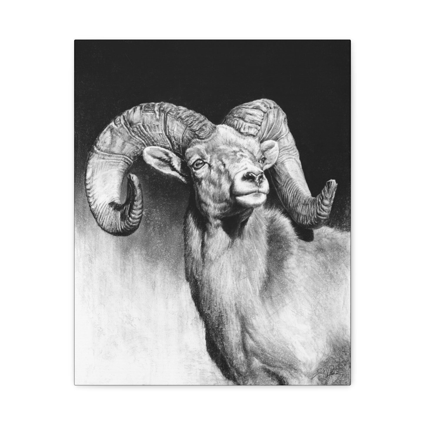 "Bighorn" Stretched Canvas