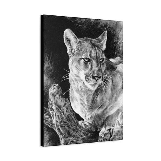 "Mountain Lion" Stretched Canvas