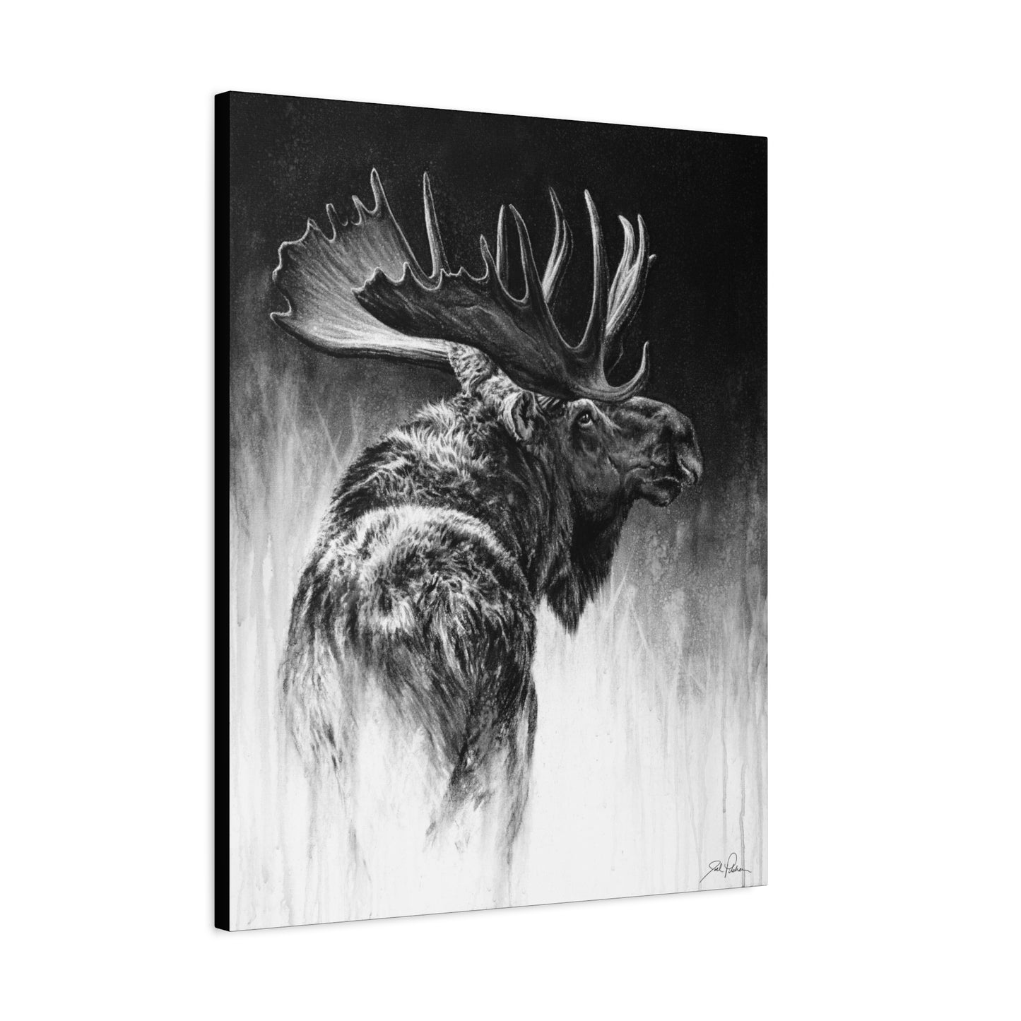 "Bull Moose" Stretched Canvas