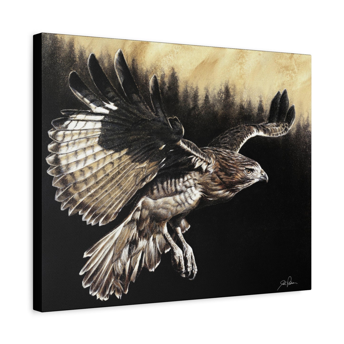 "Red Tailed Hawk" Stretched Canvas