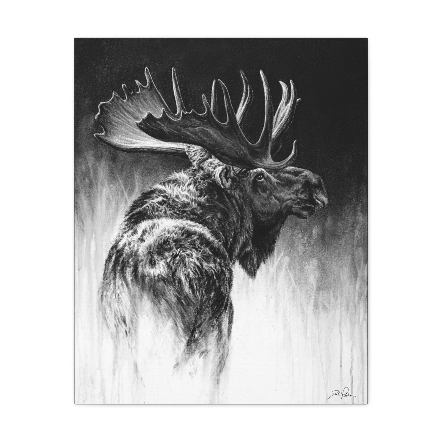 "Bull Moose" Stretched Canvas