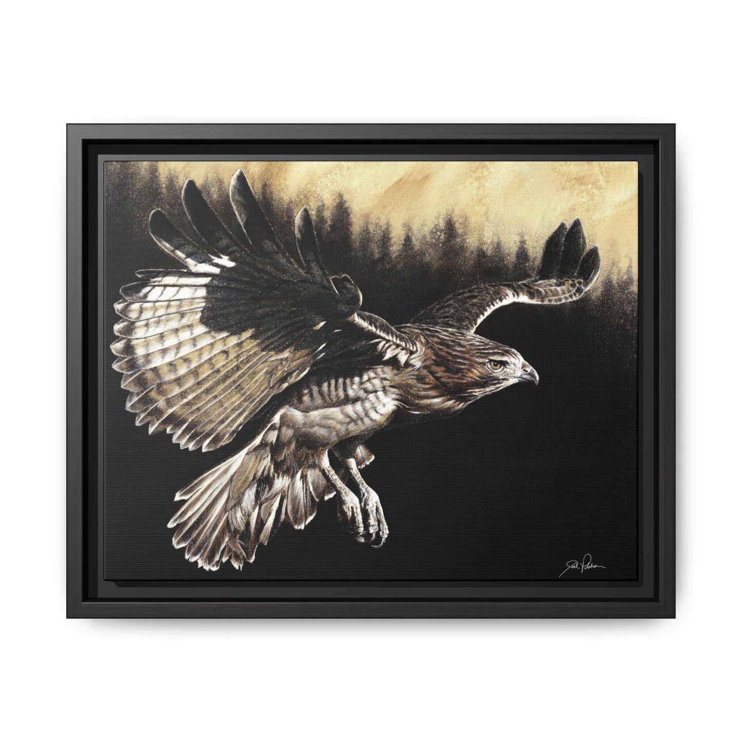 "Red Tailed Hawk" Framed Canvas