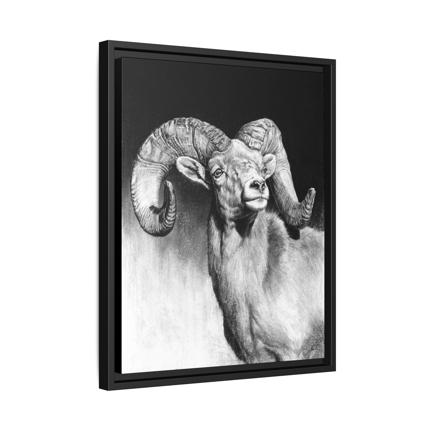 "Bighorn" Framed Canvas