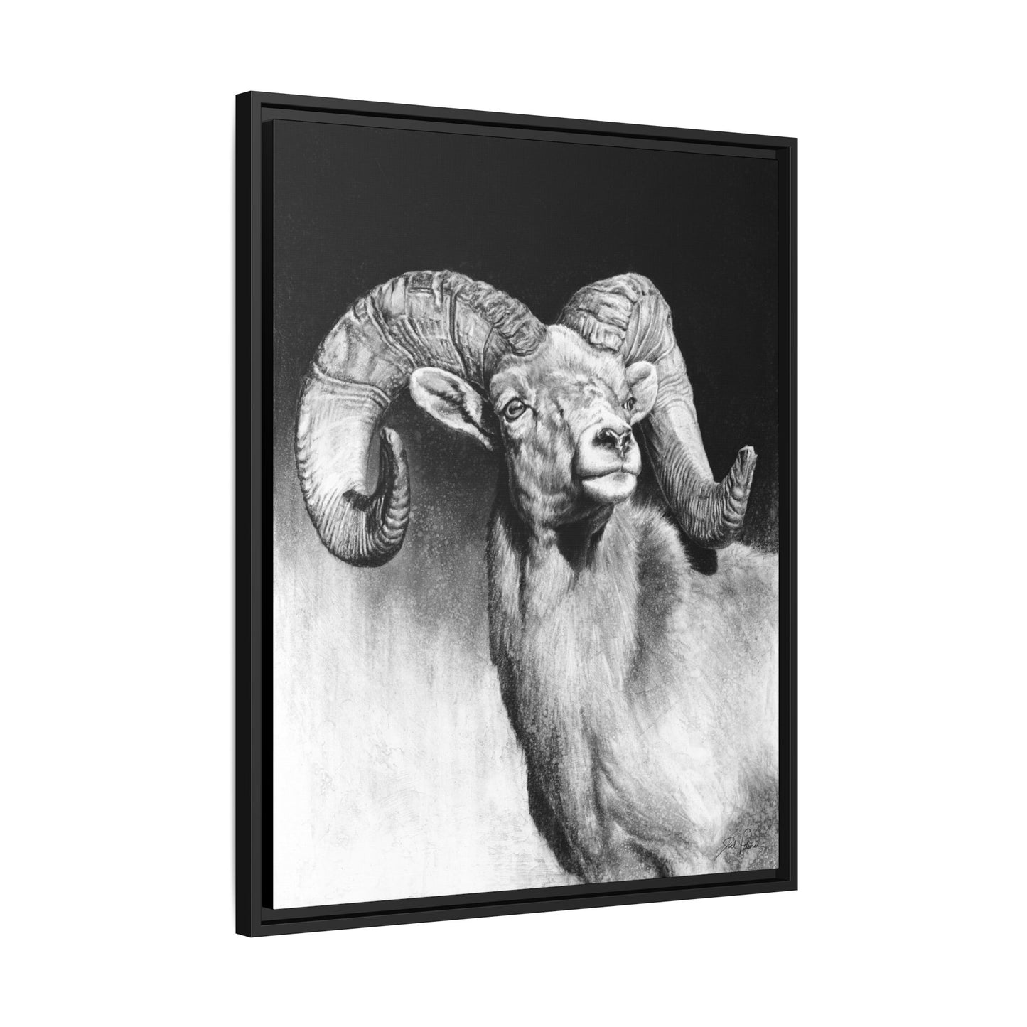 "Bighorn" Framed Canvas