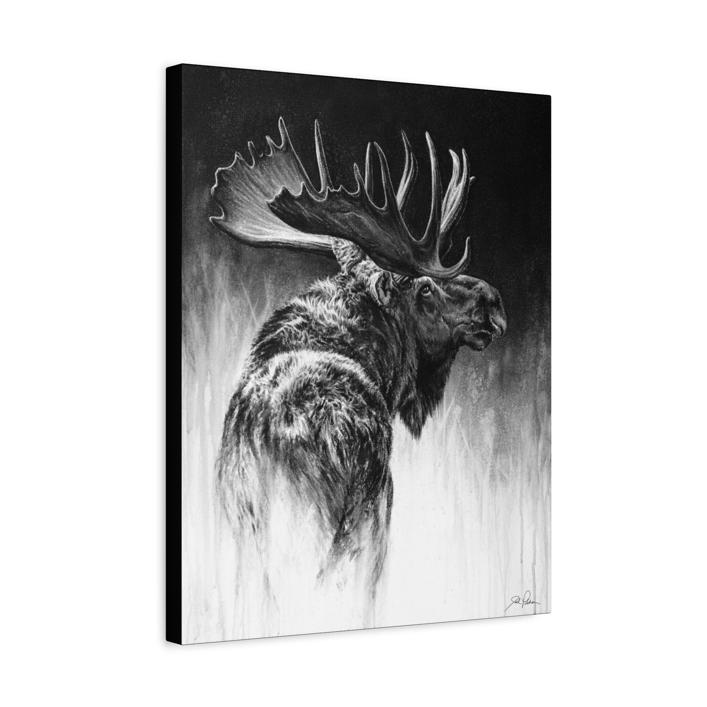 "Bull Moose" Stretched Canvas