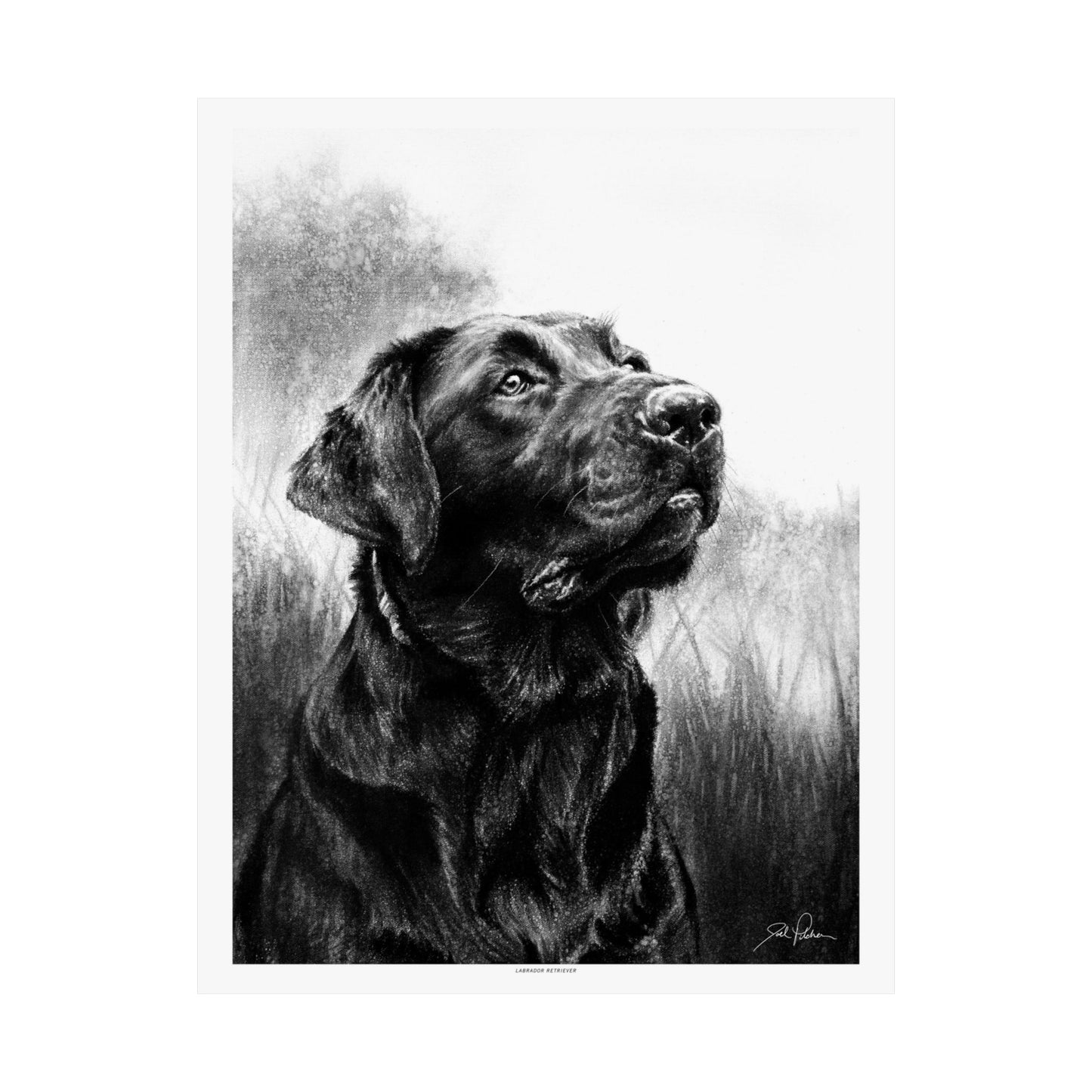 "Labrador Retriever" Premium Matte Paper Print.