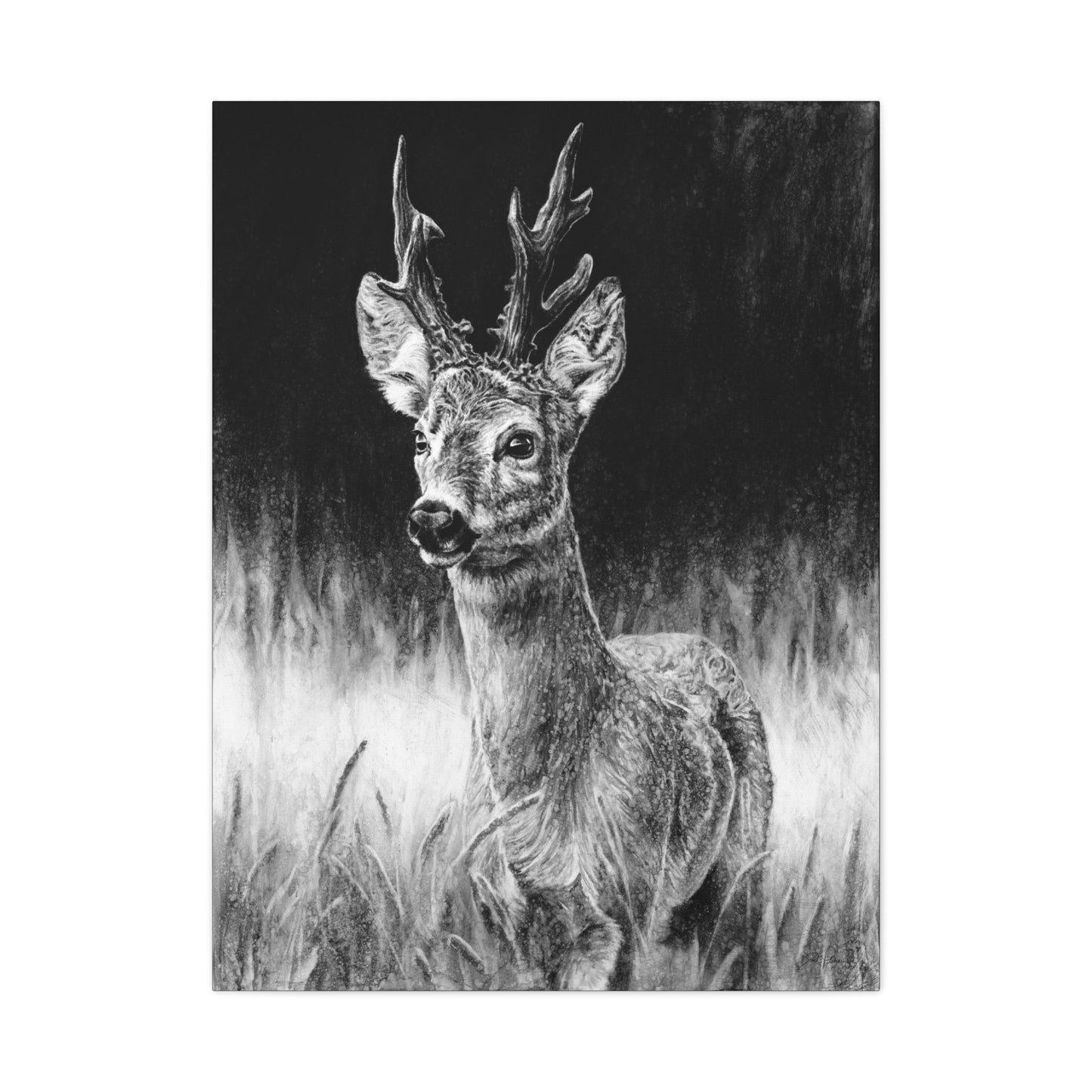 "Roe Deer" Stretched Canvas