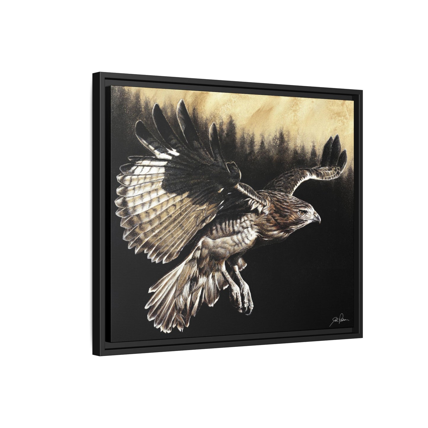 "Red Tailed Hawk" Framed Canvas