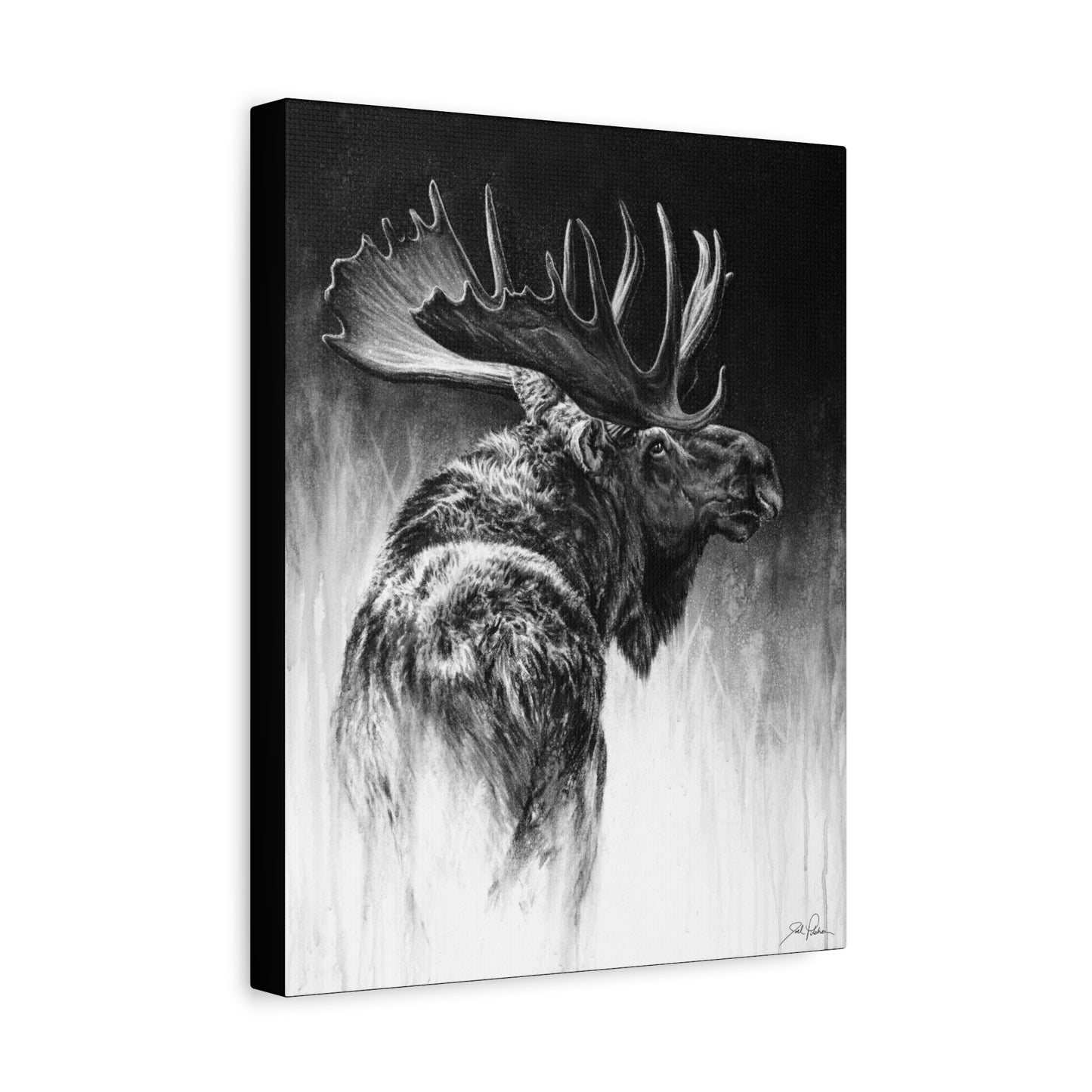 "Bull Moose" Stretched Canvas